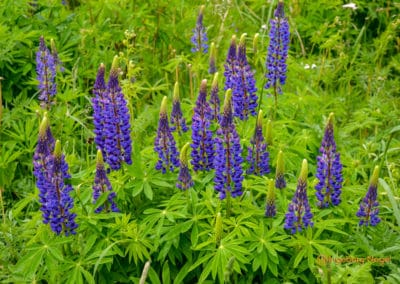 Wasserkuppe_Radom_Rhön