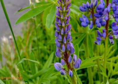 Wasserkuppe_Radom_Rhön