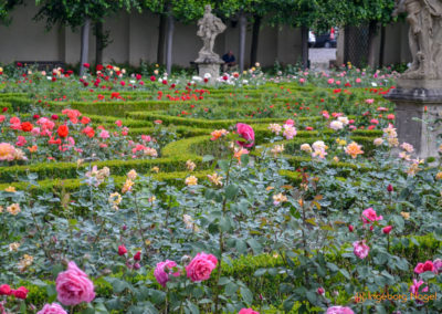 Bamberg Rosengarten