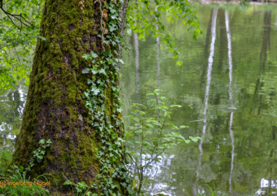 Bad Aibling 20 Kurpark Bad Aibling