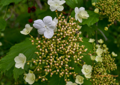 Bad Aibling 26 Kurpark Bad Aibling