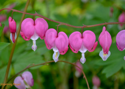 Bad Aibling 30 Kurpark Bad Aibling