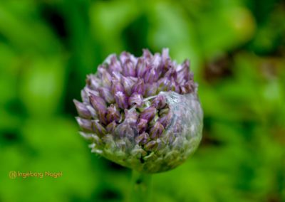 Bad Aibling 31 Kurpark Bad Aibling