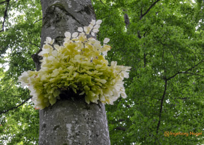 Bad Aibling 32 Kurpark Bad Aibling