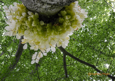 Bad Aibling 33 Kurpark Bad Aibling