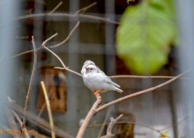 Bad Aibling 35 Kurpark Bad Aibling