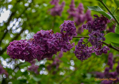 Bad Aibling 37 Kurpark Bad Aibling