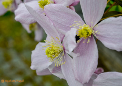 Bad Aibling 38 Kurpark Bad Aibling