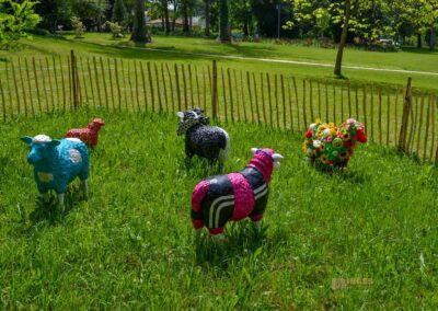 bunte Schafe im Essinger Schlosspark 0070