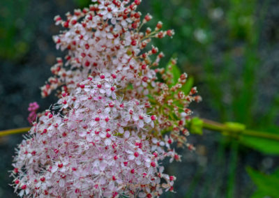 Remstalgartenschau 2019 Schwäbisch Gmünd