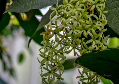 Schmetterlingshaus Insel Mainau