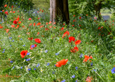 Essingen Remstalgartenschau 2019 Schlosspark