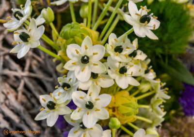 Blumenschau 'Heimatliebe' Schwäbisch Gmünd - Remstalgartenschau 2019 4 Schwäbisch Gmünd Remstalgartenschau 2019 Blumenschau