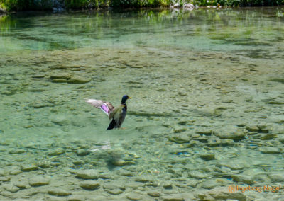 Der Hintersee bei Ramsau 14 Hintersee bei Ramsau