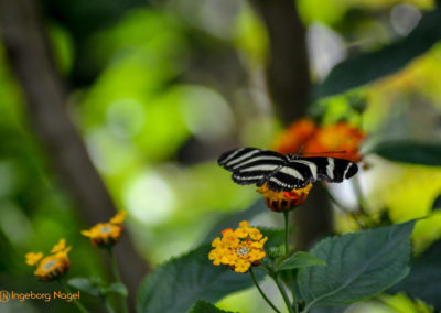 Schmetterlingshaus Insel Mainau