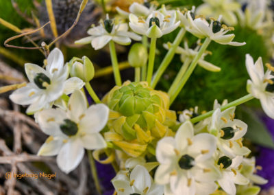 Blumenschau 'Heimatliebe' Schwäbisch Gmünd - Remstalgartenschau 2019 7 Schwäbisch Gmünd Remstalgartenschau 2019 Blumenschau