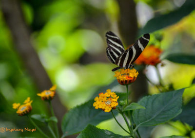 Schmetterlingshaus Insel Mainau