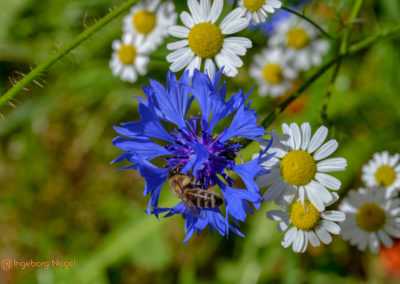 Essingen Remstalgartenschau 2019 Schlosspark