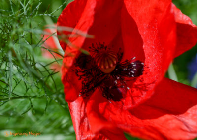 Essingen Remstalgartenschau 2019 Schlosspark