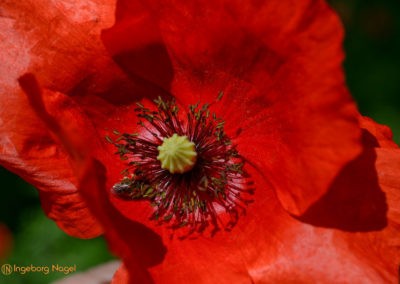 Essingen Remstalgartenschau 2019 Schlosspark