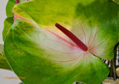 Blumenschau 'Heimatliebe' Schwäbisch Gmünd - Remstalgartenschau 2019 10 Schwäbisch Gmünd Remstalgartenschau 2019 Blumenschau