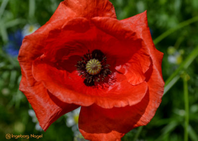 Essingen Remstalgartenschau 2019 Schlosspark