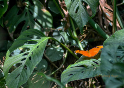 Schmetterlingshaus Insel Mainau