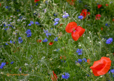 Essingen Remstalgartenschau 2019 Schlosspark