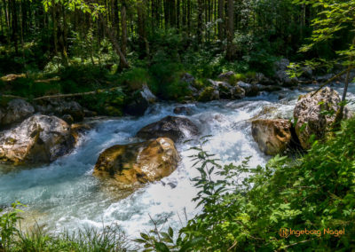 Im Zauberwald bei Ramsau 7 Zauberwald bei Ramsau