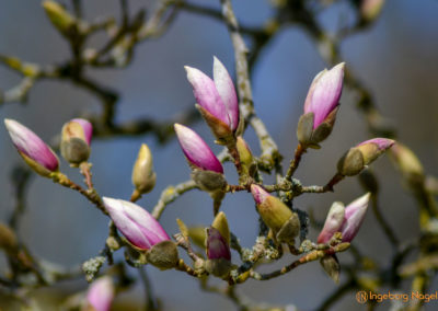 Kloster Lorch 38 Kloster Lorch