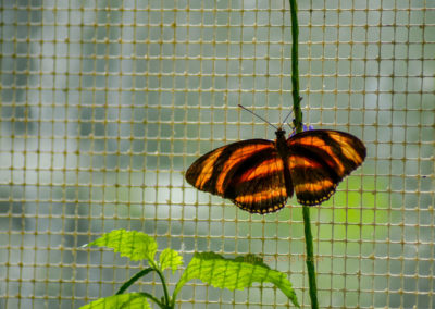 Schmetterlingshaus Insel Mainau