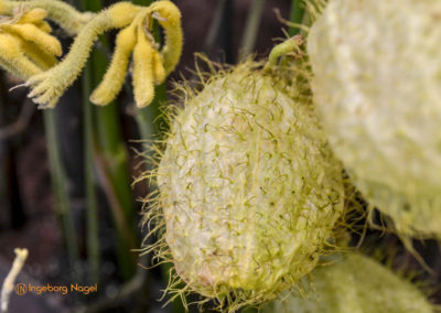 Blumenschau 'Heimatliebe' Schwäbisch Gmünd - Remstalgartenschau 2019 16 Schwäbisch Gmünd Remstalgartenschau 2019 Blumenschau