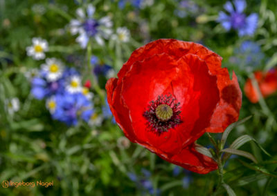 Essingen Remstalgartenschau 2019 Schlosspark