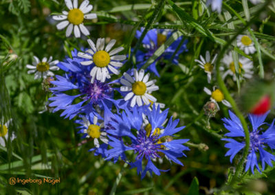 Essingen Remstalgartenschau 2019 Schlosspark