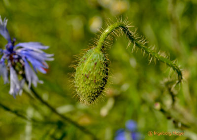 Essingen Remstalgartenschau 2019 Schlosspark
