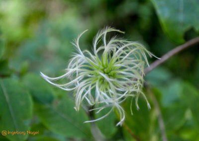 Im Zauberwald bei Ramsau 8 Zauberwald bei Ramsau