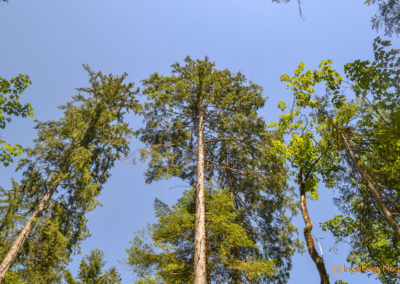 Im Zauberwald bei Ramsau 10 Zauberwald bei Ramsau