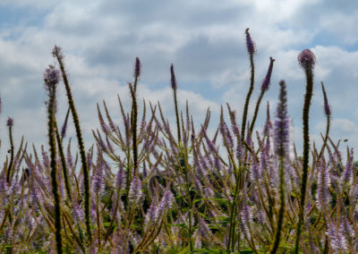 Himmelsgarten Schwäbisch Gmünd