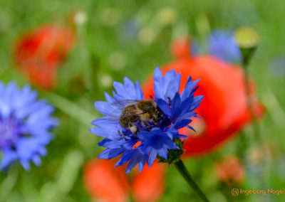 Essingen Remstalgartenschau 2019 Schlosspark