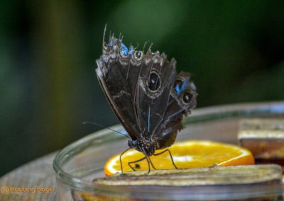 Schmetterlingshaus Insel Mainau