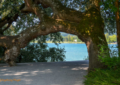 Insel Mainau