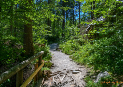 Im Zauberwald bei Ramsau 12 Zauberwald bei Ramsau