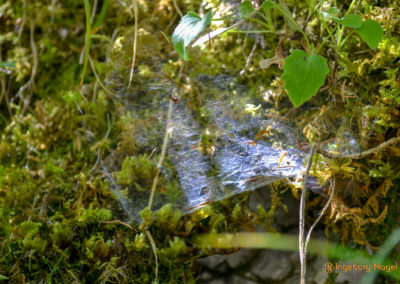Im Zauberwald bei Ramsau 9 Zauberwald bei Ramsau