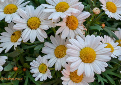 Blumenschau 'Heimatliebe' Schwäbisch Gmünd - Remstalgartenschau 2019 20 Schwäbisch Gmünd Remstalgartenschau 2019 Blumenschau