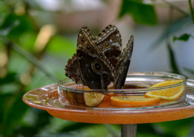 Schmetterlingshaus Insel Mainau