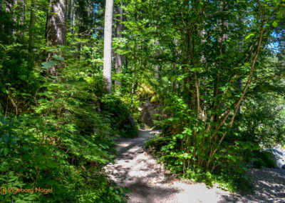 Im Zauberwald bei Ramsau 14 Zauberwald bei Ramsau