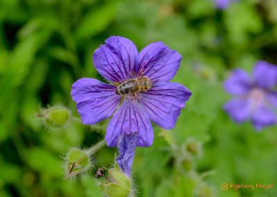 Essingen Remstalgartenschau 2019 Schlosspark