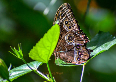 Schmetterlingshaus Insel Mainau