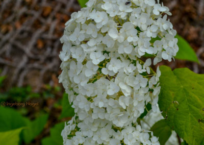 Zeiselberg Schwäbisch Gmünd Remstalgartenschau 2019