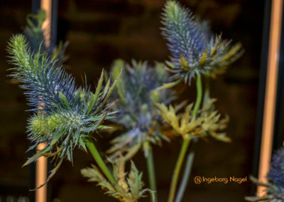 Schorndorf Remstalgartenschau 2019 Blumenschau Heilpflanzen